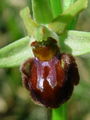 162_18_03bf_osjeliko_macje_uho_Ophrys_sphegodes_DSC09144.jpg