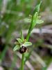 162_18_04cb_macje_uho_Tommasinijevo_Ophrys_tommasinii_IMG_1158a.jpg