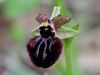 162_18_05ce_macje_uho_temno_Ophrys_incubacea_IMG_1172a.jpg