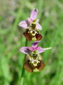 162_18_06abe_cmrljeliko_macje_uho_Ophrys_holosericea_subsp__holosericea.jpg