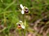 162_18_06bcd_macje_uho_majhnocvetno_Ophrys_holosericea_subsp__tetraloniae_IMG_2314a.jpg