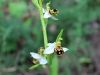 162_18_07cf_macje_uho_cebeljeliko_Ophrys_apifera_IMG_6081a.jpg