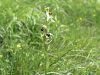 162_18_07ck_macje_uho_cebeljeliko_Ophrys_apifera_IMG_6117a.jpg