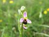 162_18_07cl_macje_uho_cebeljeliko_Ophrys_apifera_IMG_6118a.jpg