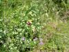 162_18_08cb_macje_uho_ilirsko_Ophrys_illyrica_IMG_6229.JPG