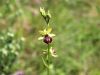 162_18_08cd_macje_uho_ilirsko_Ophrys_illyrica_IMG_6237.JPG