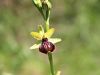 162_18_08ce_macje_uho_ilirsko_Ophrys_illyrica_IMG_6238.JPG