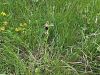 162_18_09ca_macje_uho_bertolonijevo_Ophrys_bertolonii_IMG_5504a.jpg