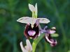 162_18_09cf_macje_uho_bertolonijevo_Ophrys_bertolonii_IMG_1124a.jpg