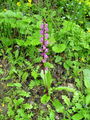 162_19_06bbh_zvezdnata_kukavica_Orchis_mascula_subsp__speciosa_DSC00099.jpg