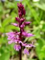 162_19_06bcb_Kukavica_zvezdnata_Orchis_mascula_subsp__speciosa__cb.jpg