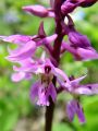 162_19_06bcc_Kukavica_zvezdnata_Orchis_mascula_subsp__speciosa__cc.jpg