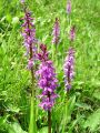 162_19_06bce_Kukavica_zvezdnata_Orchis_mascula_subsp__speciosa_DSC09234.jpg