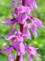 162_19_06bcg_Kukavica_zvezdnata_Orchis_mascula_subsp__speciosa_DSC09197.jpg