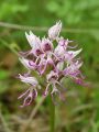 162_19_09cb_Kukavica_opicja_Orchis_simia_cb.jpg