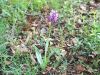 162_19_09cd_kukavica_opicja_Orchis_simia_2015-04-30_IMG_0277a.jpg