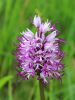 162_19_09ce_kukavica_opicja_Orchis_simia_2015-04-30_IMG_0314aa.jpg