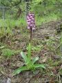 162_19_11ca_Kukavica_skrlatnordeca_Orchis_purpurea_ca.jpg