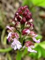 162_19_11cb_Kukavica_skrlatnordeca_Orchis_purpurea_cb.JPG