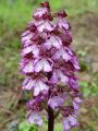 162_19_11cc_Kukavica_skrlatnordeca_Orchis_purpurea_cc.JPG