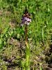 Filename=162_19_11ch_kukavica_skrlatnordeca_Orchis_purpurea_IIMG_0539a.jpg
Filesize=292KB
Dimensions=675x900
Date added=Apr 07, 2021 162_19_11ch_kukavica_skrlatnordeca_Orchis_purpurea_IIMG_0539a.jpg