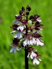 162_19_11cm_kukavica_skrlatnordeca_Orchis_purpurea_IMG_0627a.jpg