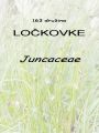 163_00_00c_Lockovke_Juncaceae_DSC02135.jpg