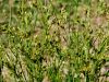 163_01_04bb_locje_nezno_Juncus_tenuis_IMG_4113aa.jpg