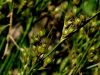 163_01_04be_locje_nezno_Juncus_tenuis_IMG_4112a.JPG