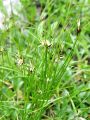 163_01_08bc_Locje_enocvetno_bc_Juncus_Monanthos_DSC02136.jpg