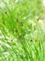 163_01_08cb_Locje_enocvetno_cb_Juncus_monanthos_cb.jpg