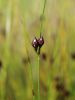 163_01_08cf_Locje_enocvetno_Juncus_monanthos_IMG_7698.JPG