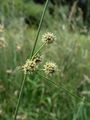 164_04_01bc_navadno_bicevje_Holoschoenus_vulgaris_subsp__australis_DSC01966.jpg