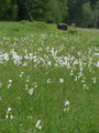 164_08_01ba_sirokolistni_munec_Eriophorum_latifolium.jpg