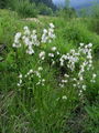 164_08_01bb_sirokolistni_munec_Eriophorum_latifolium.jpg