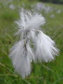 164_08_01bd_sirokolistni_munec_Eriophorum_latifolium.jpg