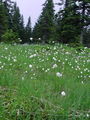 164_08_04ba_noznicavi_munec_Eriophorum_vaginatum_DSC00718.jpg