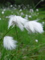 164_08_04bc_noznicavi_munec_Eriophorum_vaginatum_DSC00719.jpg