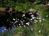 164_08_04be_munec_noznicavi_Eriophorum_vaginatum_IMG_6430a.jpg