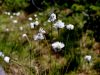 164_08_04bf_munec_noznicavi_Eriophorum_vaginatum_IMG_6403a.jpg