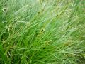 164_16_09ab_sas_klasasti_Carex_spicata_2010_05190013.JPG