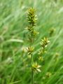 164_16_09ac_sas_klasasti_Carex_spicata_2010_05190012.JPG