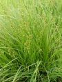 164_16_10aa_sas_zeleni_Carex_divulsa_DSC09031.jpg