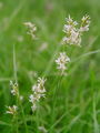 164_16_14bb_migalicni_sas_Carex_brizoides_DSC08740.jpg
