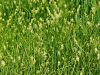 164_16_14bc_sas_migalicni_Carex_brizoides_IMG_0028a.jpg