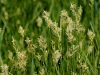 164_16_14bd_sas_migalicni_Carex_brizoides_IMG_0030a.JPG