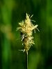 164_16_14be_sas_migalicni_Carex_brizoides_IMG_0029a.JPG