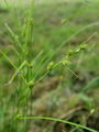 164_16_17bb_mlahavi_sas_Carex_remota.jpg