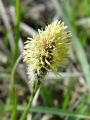 164_16_49ad_sas_pomladanski_Carex_caryophyllea_DSC09531.JPG