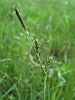 164_16_56ab_sas_proseni_Carex_panicea_DSC09030.JPG